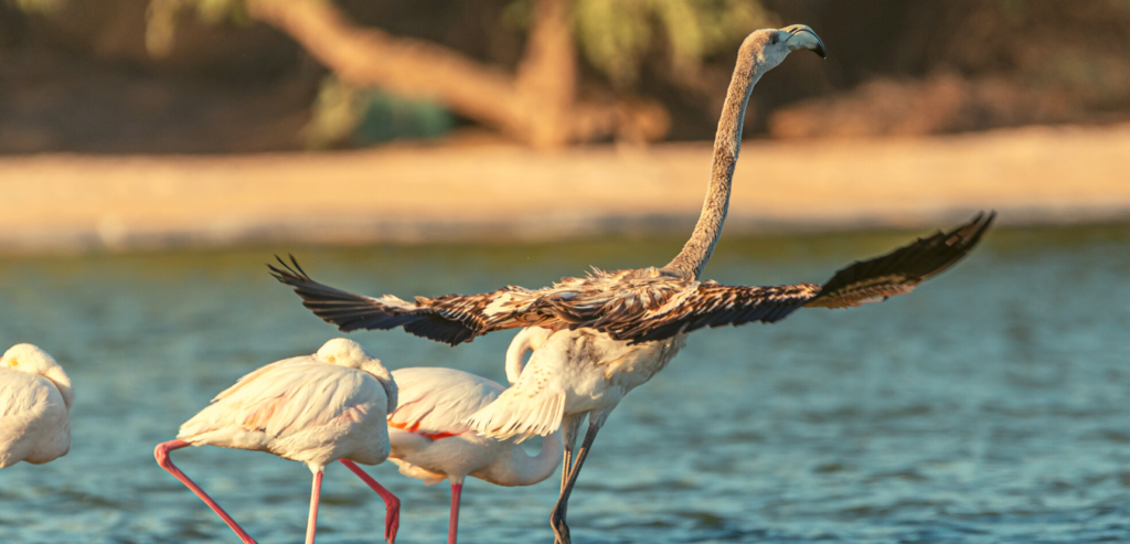 Wild Birds in Al Qudra Lakes Dubai