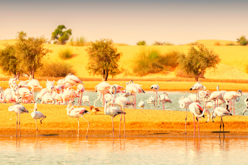 Flamingos in Al Qudra Lakes