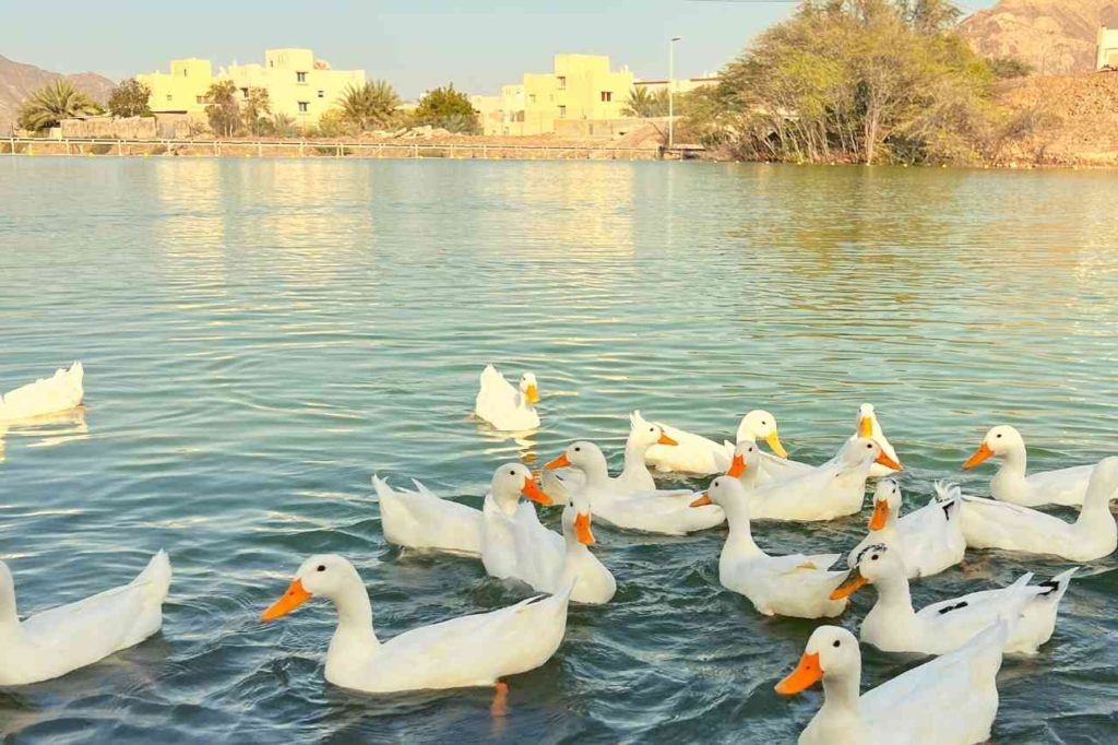 Ducks at a small pond in Hatta