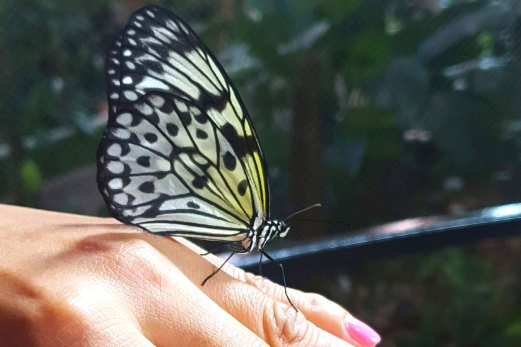 A butterfly on a hand.