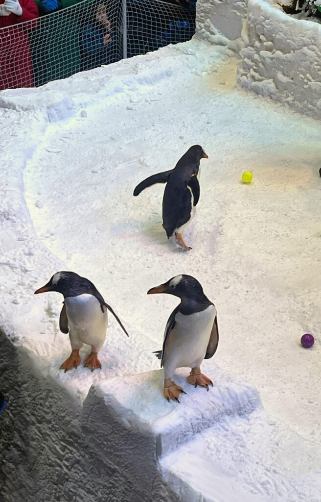 Penguins in Dubai